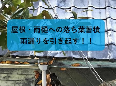 落ち葉もピーク！街の屋根やさん熊本店では屋根や雨樋清掃増加